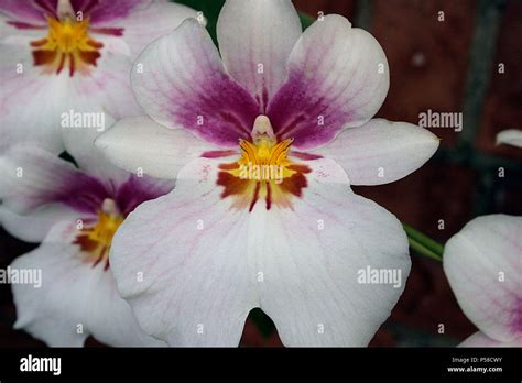 Dancing Lady Orchids Hi Res Stock Photography And Images Alamy