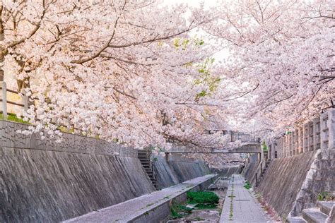 Rural landscapes, 88 temples, countless islands. Kirschblüte in Japan 2020: wann sie wo zu bestaunen ist ...