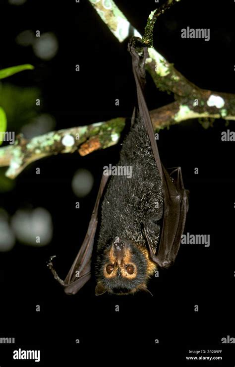 Spectacled Flying Fox Pteropus Conspicillatus Bats Mammals Animals
