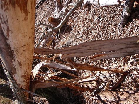 5 Reasons Bark Is Falling Off Your Trees Econo Tree Service Inc