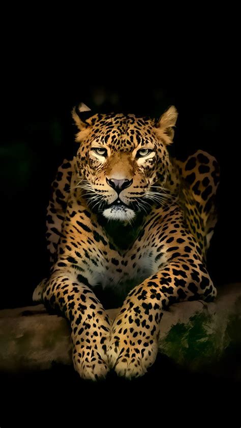 Jaguar Animal Hd Wallpaper Download Download Leopard Iphone Wallpapers