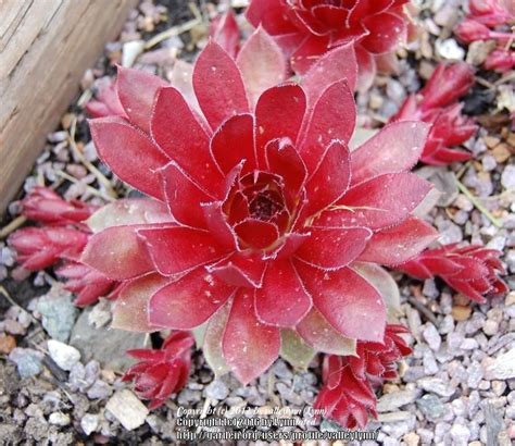Photo Of The Entire Plant Of Hen And Chicks Sempervivum Pacific Hep