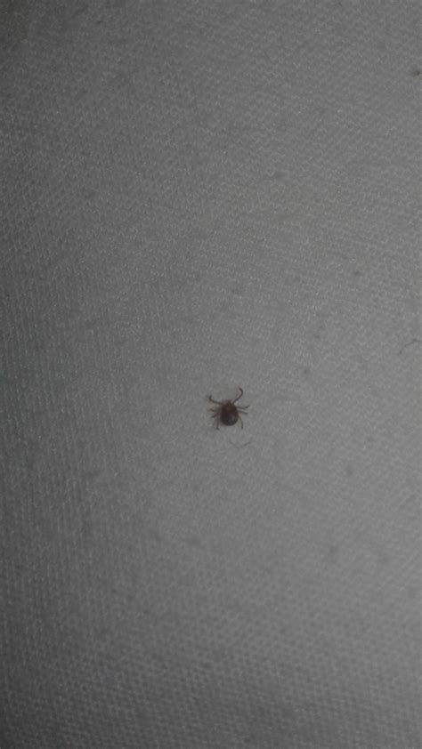 Species Identification Is This A Bed Bug I Found It Crawling On Me