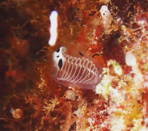 These Skeleton Panda Sea Squirts May Just Be The Coolest Thing On The