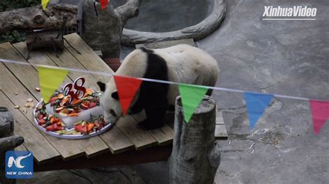 Xinhua Cultureandtravel Worlds Oldest Captive Giant Panda Celebrates