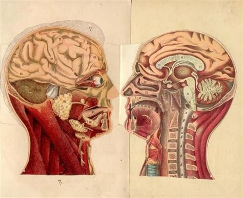 News Dissecting A Human Head Through Anatomical Illustrations