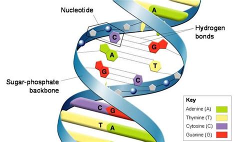 The nucleotides that comprise dna contain a nitrogenous base, a deoxyribose sugar, and a phosphate group which covalently link with other nucleotides to form dna sequencing techniques are used to determine the order of nucleotides (a,t,c,g) in a dna molecule. Print Unit 6: Molecular Genetics flashcards | Easy Notecards