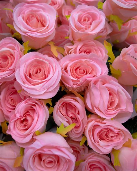 Pink Fake Roses Bunch Stock Photo Image Of Flower Rose 22820844