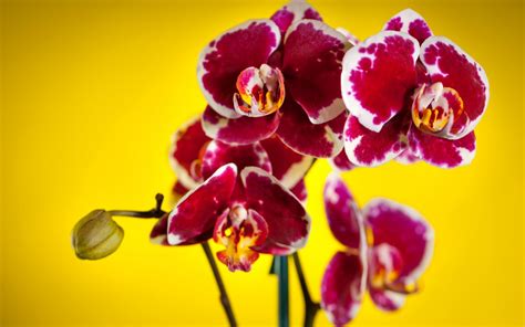 Orchids Flowers Wallpaper 33903549 Fanpop