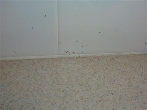 Tiny Black Bugs In My Kitchen Cupboard Kitchen Cabinet Ideas