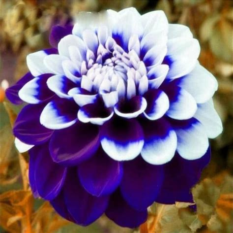 Rare Beautiful Purple Royal Dahlia Flowers Seeds 20 Colorful Etsy
