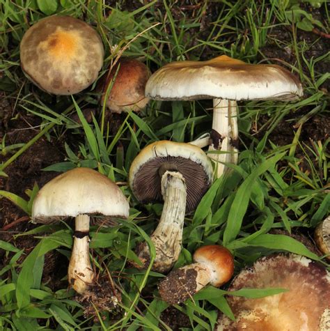 Magic Mushroom Common Pmfl · Inaturalist