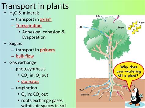Ppt Transport In Plants Ch 36 Powerpoint Presentation Id2034724