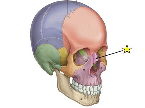 They are placed side by side at the middle and upper part of the face, and form, by their junction. Lab 1 Easy Bones Flashcards at North Carolina State ...
