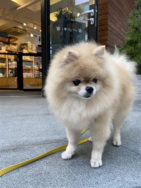 다들 우리집 강아지 너무 이뻐요 보고가세요 유머움짤이슈 에펨코리아