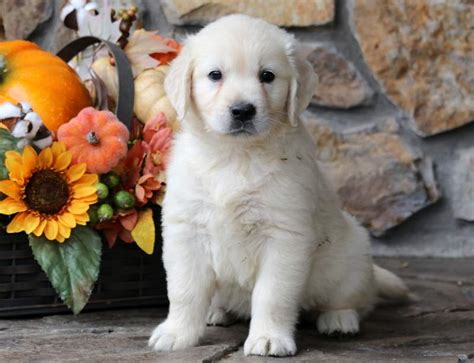 We are excited to be raising english cream golden retriever puppies! Cassie | Golden Retriever - English Cream Puppy For Sale ...