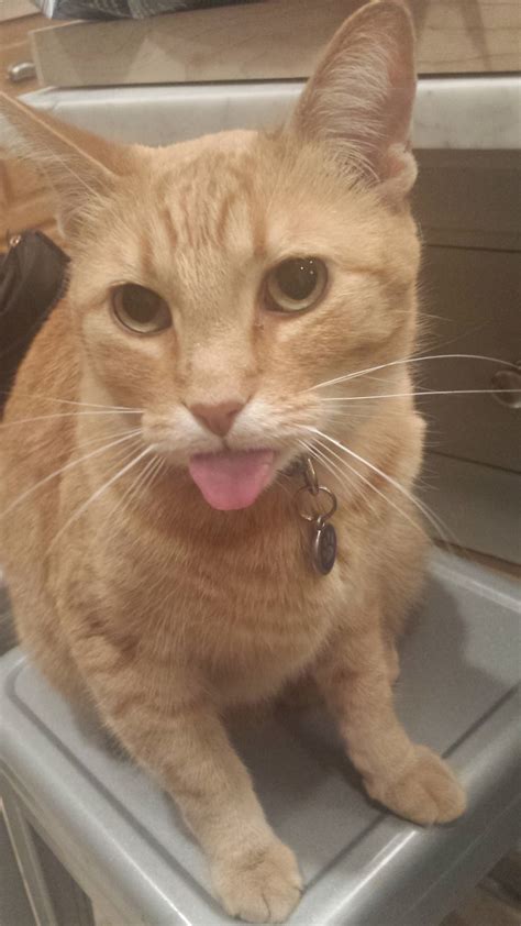 Orange Blep For The Longest Ive Ever Seen Rblep