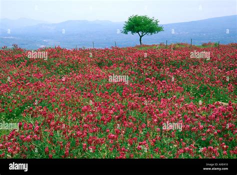Wildflowers Sicilian Italy Italian Hi Res Stock Photography And Images