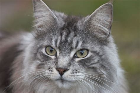 Gray Tabby Cat Lifespan Chiquita Ryder