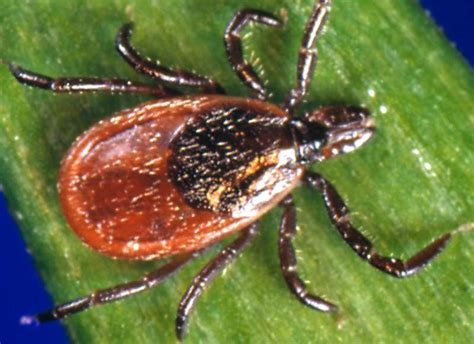 Cdc Scientists Review Methods To Prevent Bites And Suppress Ticks That