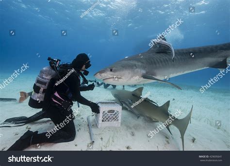 203 Tiger Shark Feeding Images Stock Photos And Vectors Shutterstock