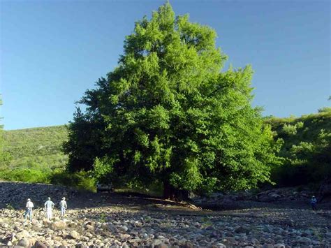 So, admittedly there are some pine trees in this quiz, but do you know. Montezuma Cypress | Coniferous Forest