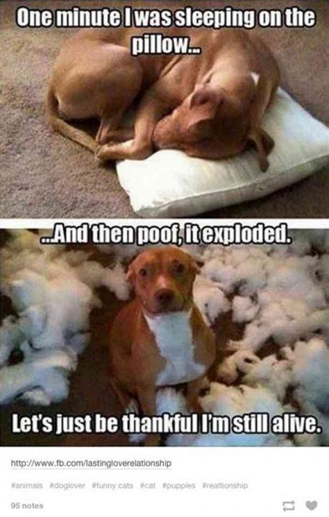 50 Hilarious And Relatable Dog Memes For National Dog Day Artofit