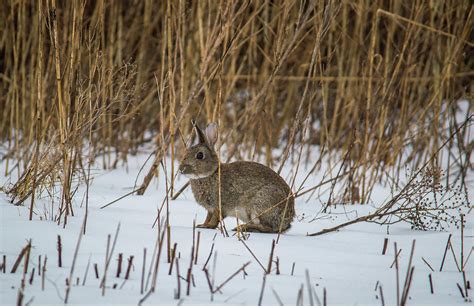 Wild Rabbit In The Snow Photograph By Stephen Jenkins