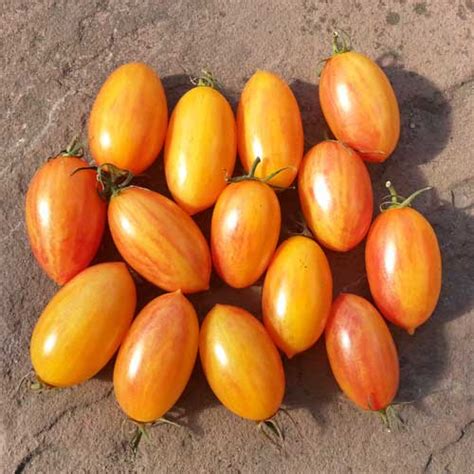 Artisan Blush Tiger Tomato Seeds Buy Online At Chili Shop24 Com