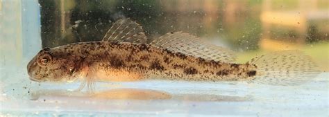 Freshwater Goby Mexican