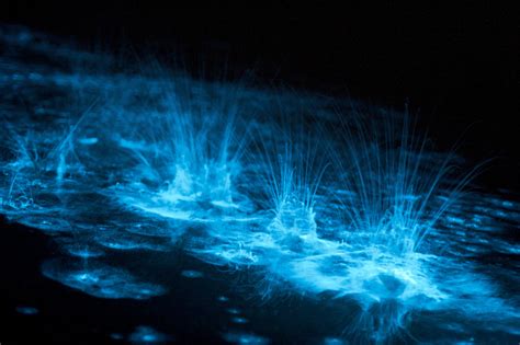 Bioluminescence The Greatest Light Show Of Them All Ledvance