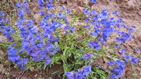 Innie Me Colorado Wildflowers Blue And Purple