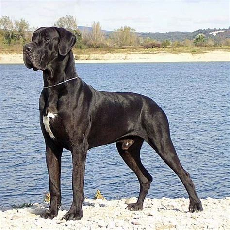 Breed Profile Great Dane Sarasota Dog