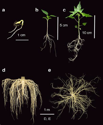 4 Papaya Seedlings And Root System A Germinating Papaya Seed B Download Scientific