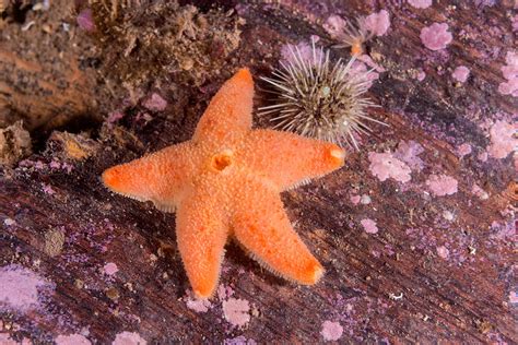 Cushion Winged Sea Star Photograph By Andrew J Martinez Pixels