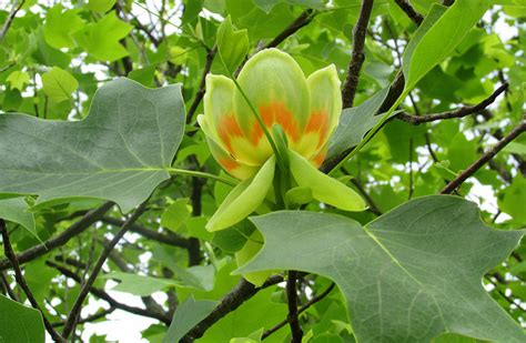 Kentucky State Tree Tulip Poplar