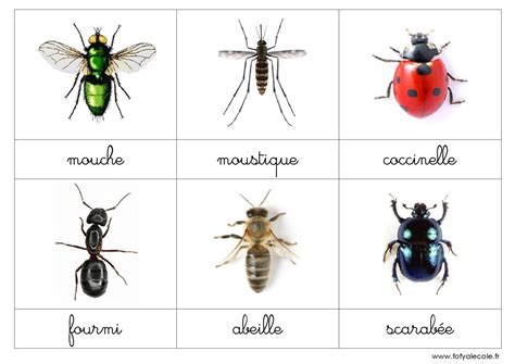Nomenclature Les Insectes