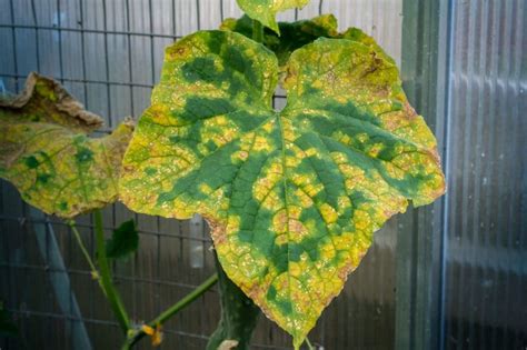 Don't dig plants from the wild. Why Are My Cucumber Leaves Turning Yellow? » Top Tips in ...