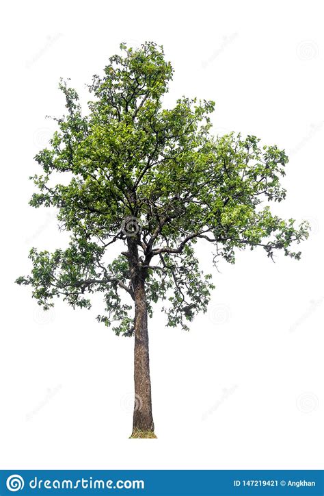 Single Tree With Clipping Path Stock Image Image Of Beautiful Leafs