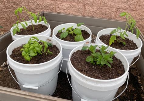 How To Garden With 5 Gallon Buckets Food Storage Moms