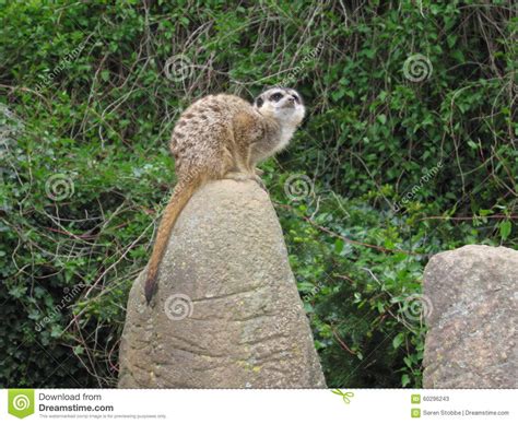Small Animal Sitting On Top Of A Rock Stock Image Image Of Guard