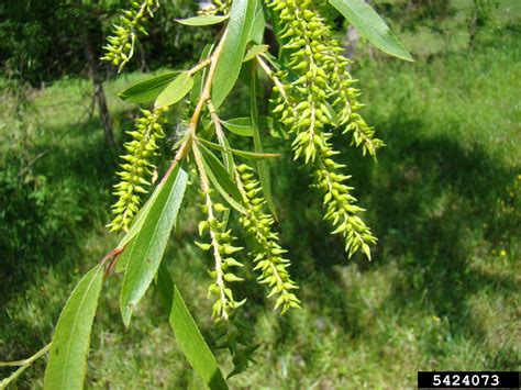 What Is A Black Willow Tree Tips On Black Willow Tree Care