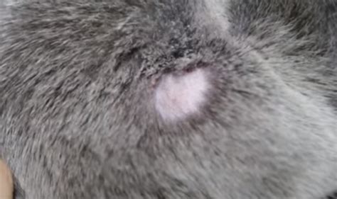 What Does Ringworm Look Like On Cats