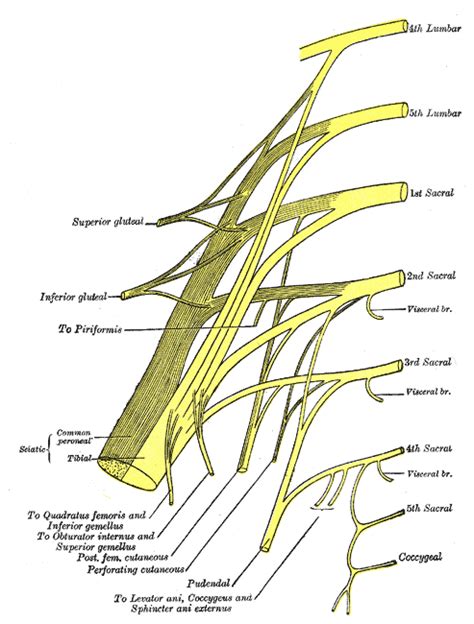 Superior Gluteal Nerve Model