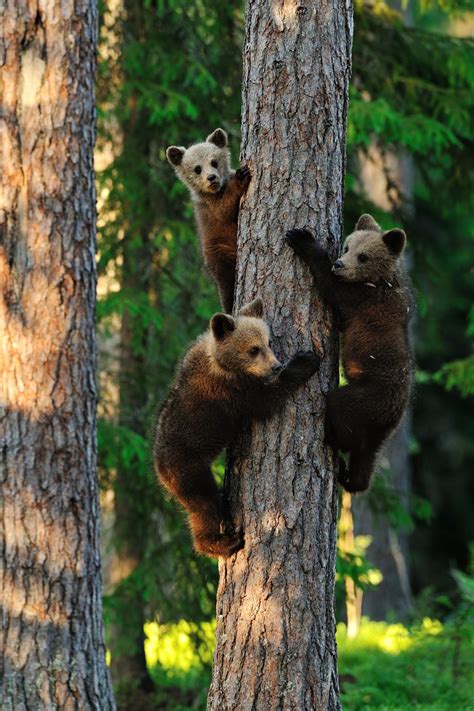 Brown Bear Cubs Climbing On A Tree Brown Bear Cubs Practicing