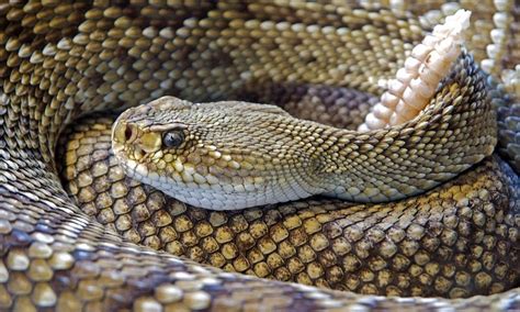 As 10 Cobras Mais Venenosas Do Mundo Qc Animais