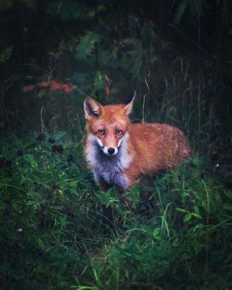 Photographer Shoots Finnish Forest Animals Like Theyre Professional