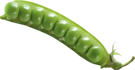 Pea Png