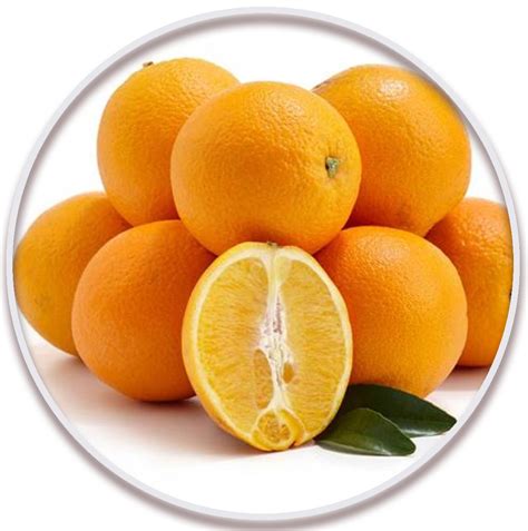 پرتقال شاموتی یا یافا shamouti or jaffa orange در نهالستان میرنیا