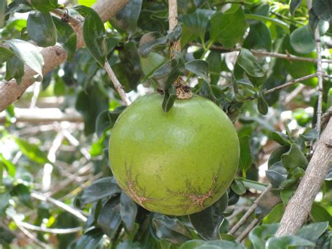 Fruta Que Começa Com M